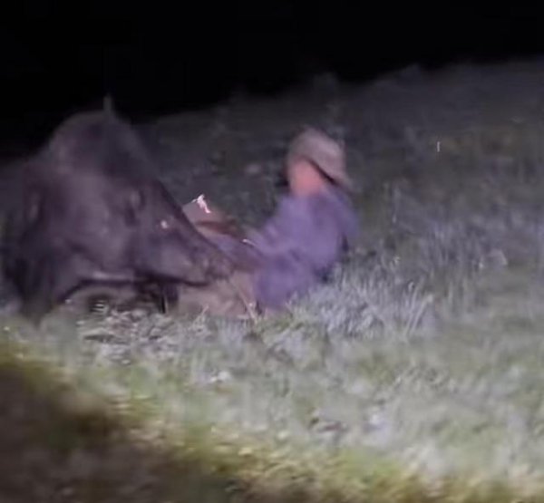 威贤配资 四川知名护农队员捕猎野猪时突遭野猪攻击！所幸及时逃脱：狗第一个冲来，兄弟马上到位