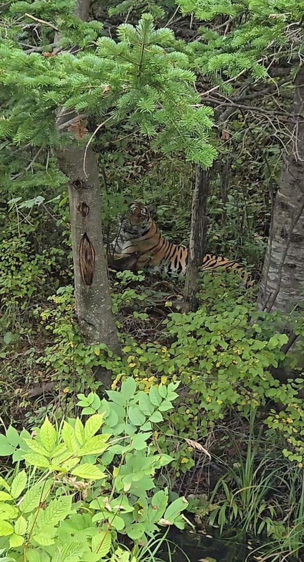 大彩配资 男子在吉林珲春偶遇东北虎 喊话“小猫咪”后被“凝视”